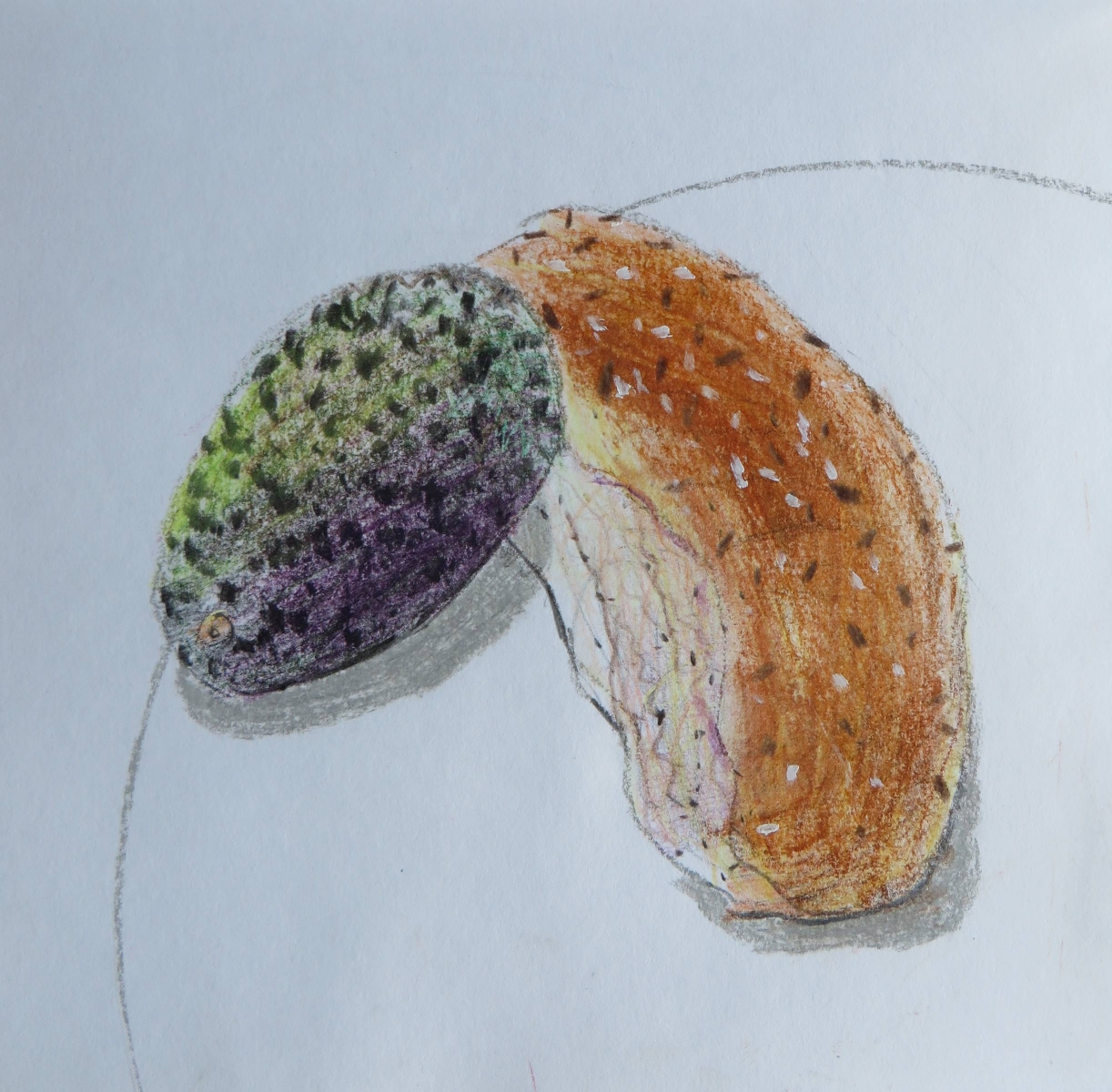 Seeded Sandwich Roll and Avocado